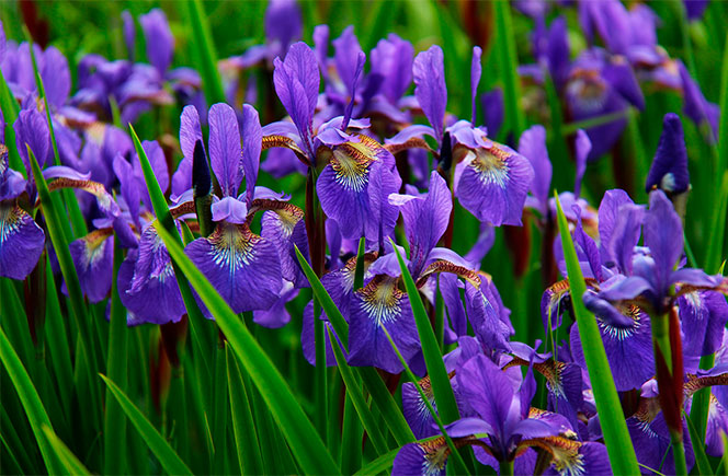 FLor de Íris Azul