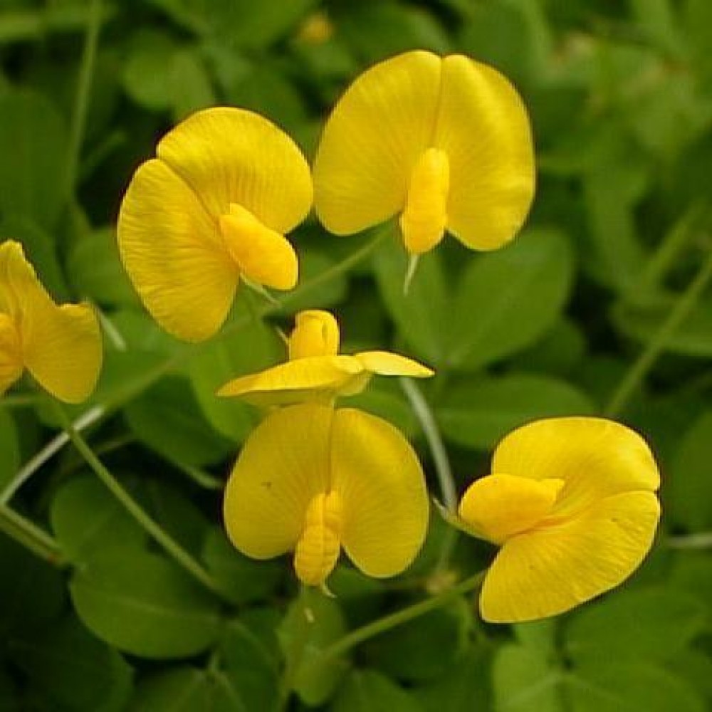 flores da grama amendoim