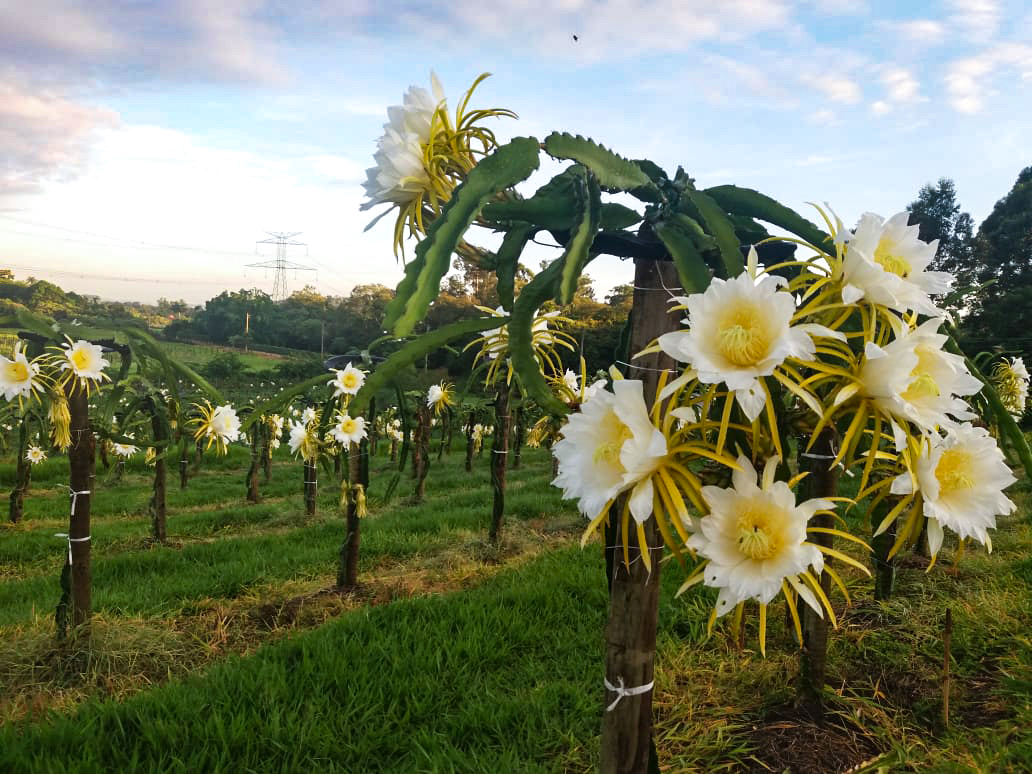 pés de pitaya em floração