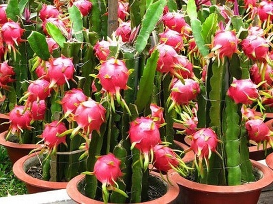 vasos com pés de pitaya