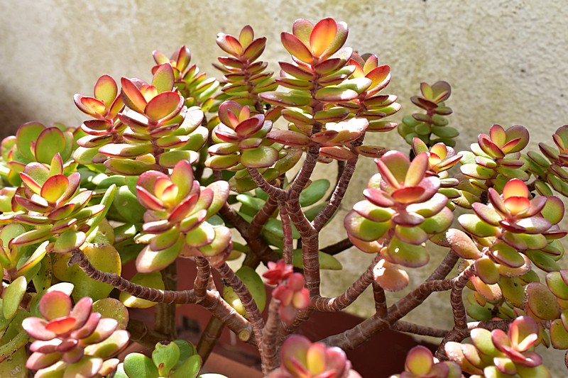 crassula ovata