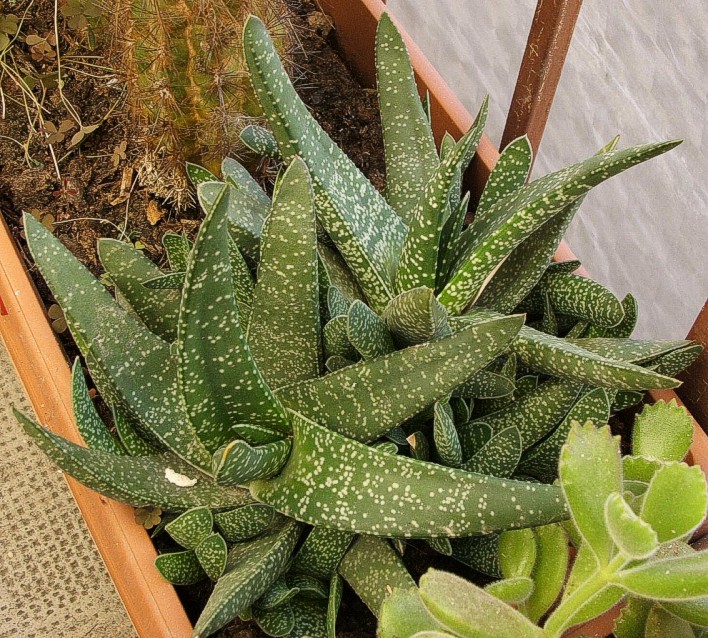 gasteria