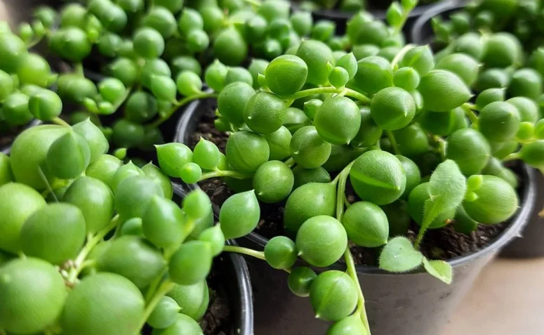 senecio roleyanus