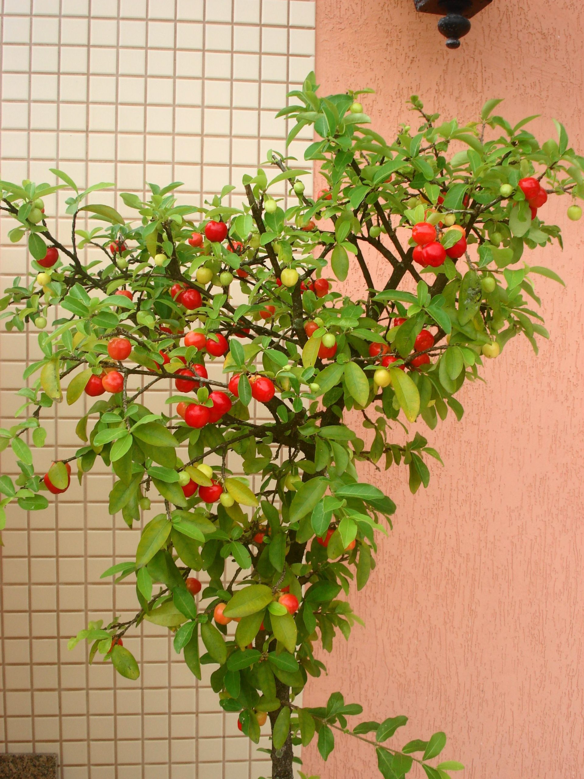 acerola