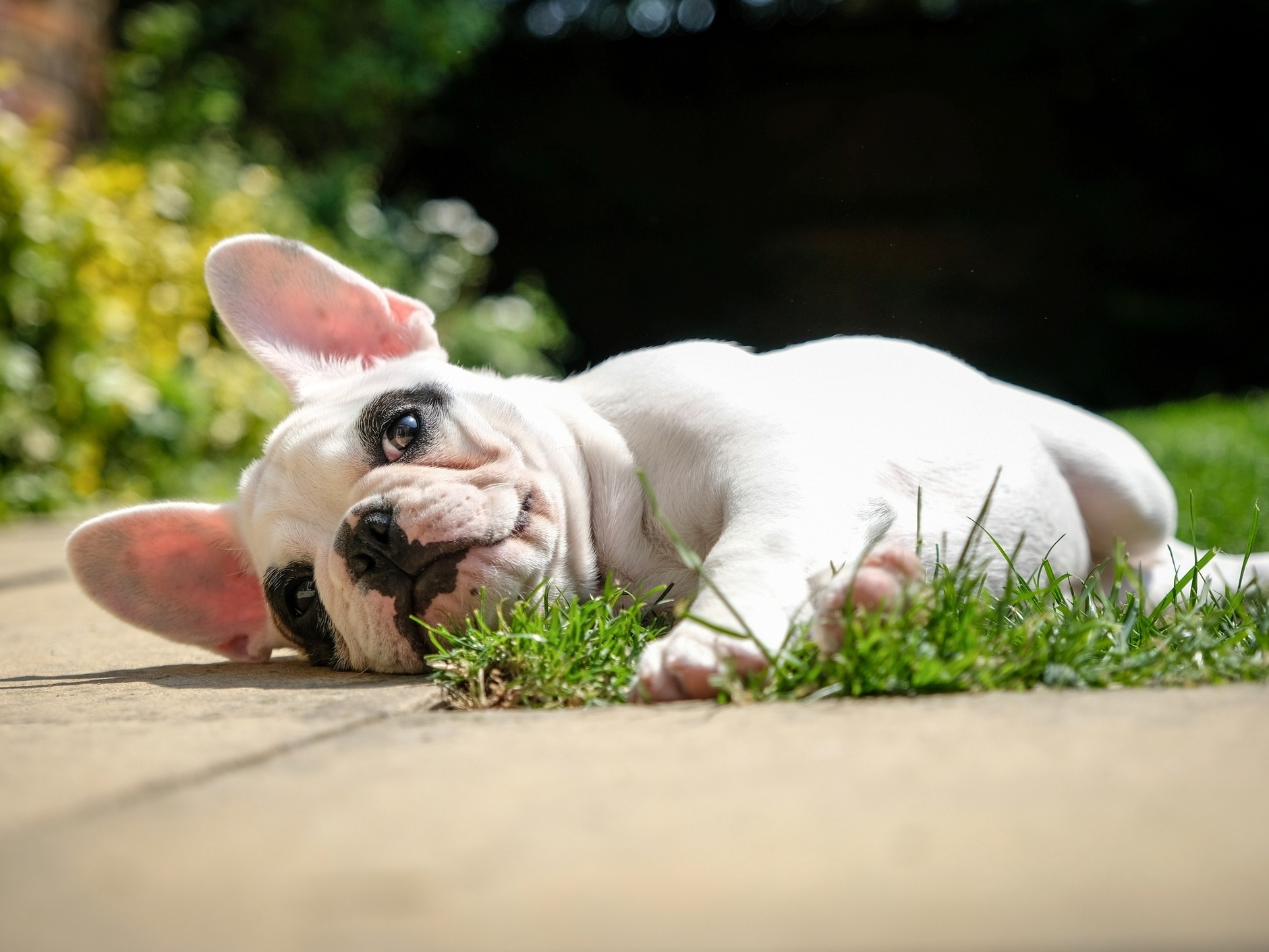 buldogue francês