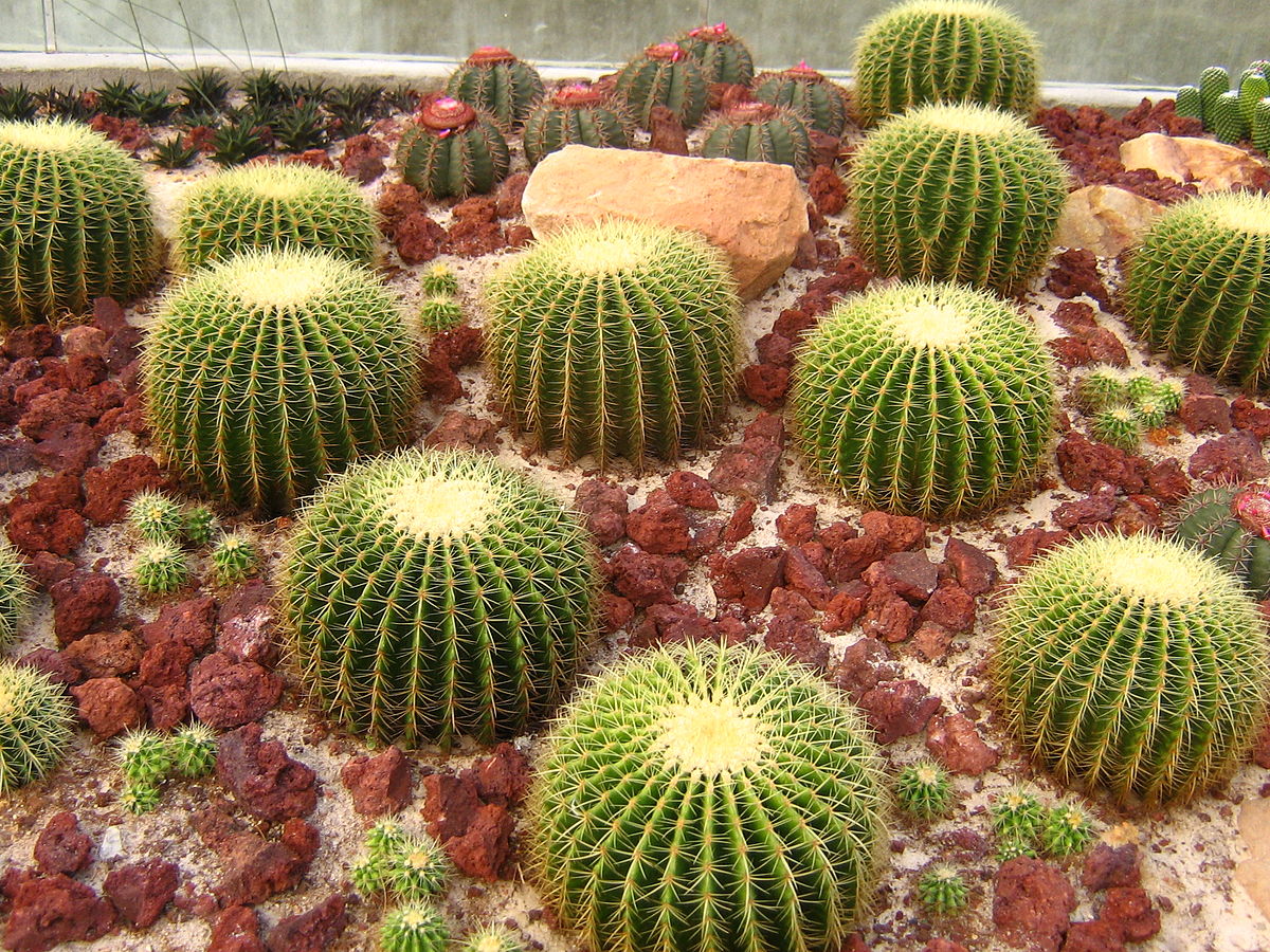 cactos