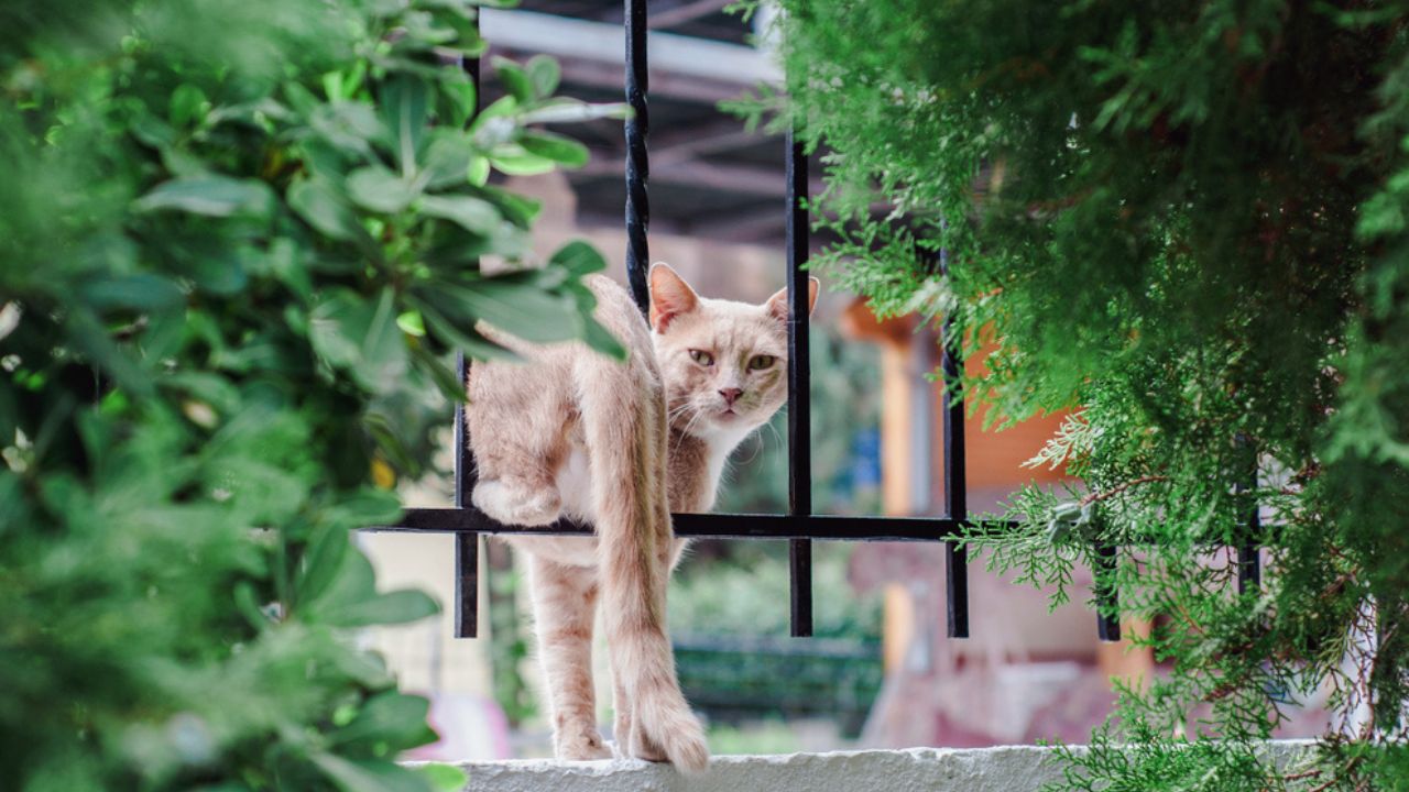 gato fugindo de casa