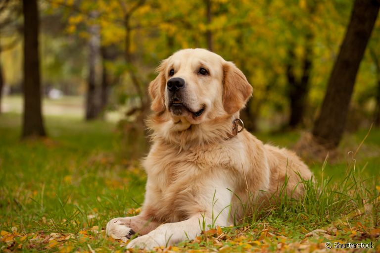 10 melhores raças de cachorro para sua criança; veja essa lista para te ajudar a tomar a melhor decisão