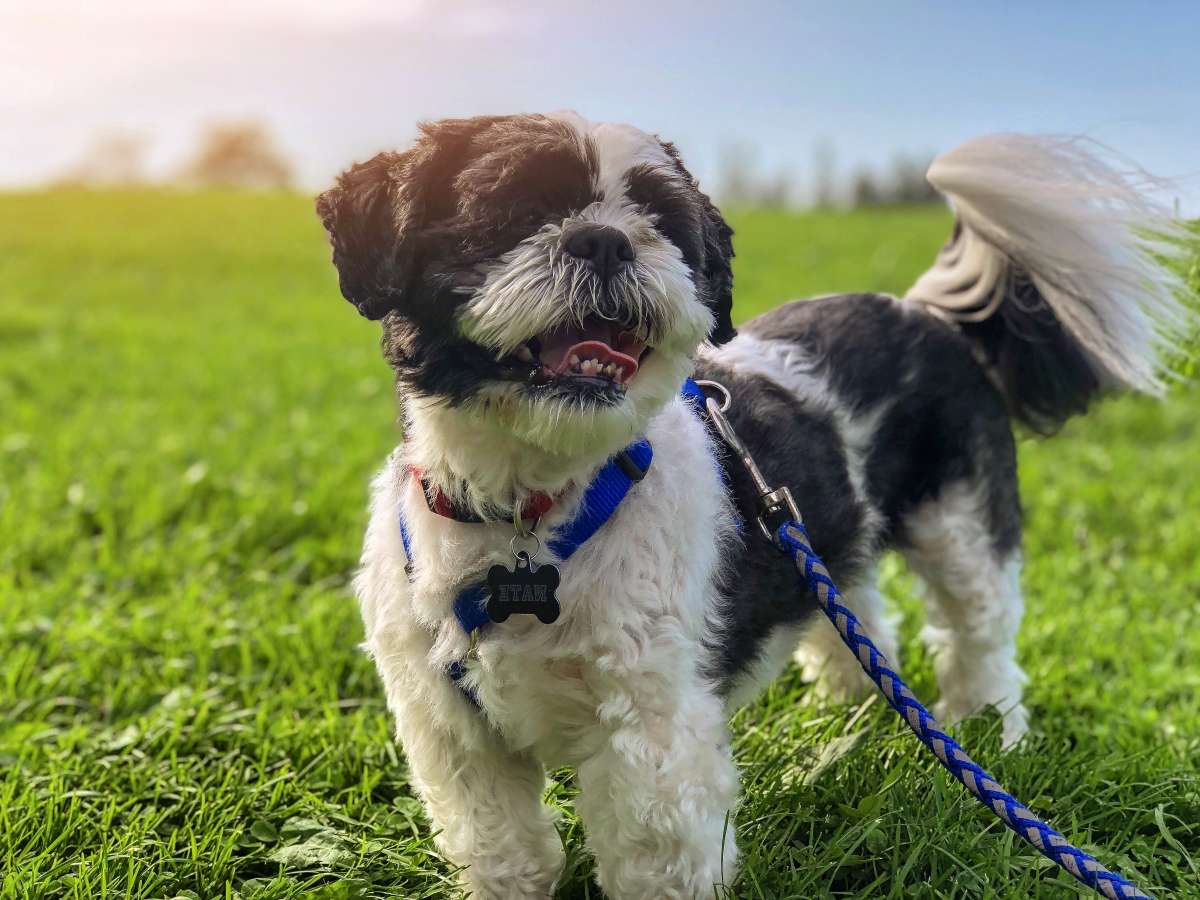 shih-tzu