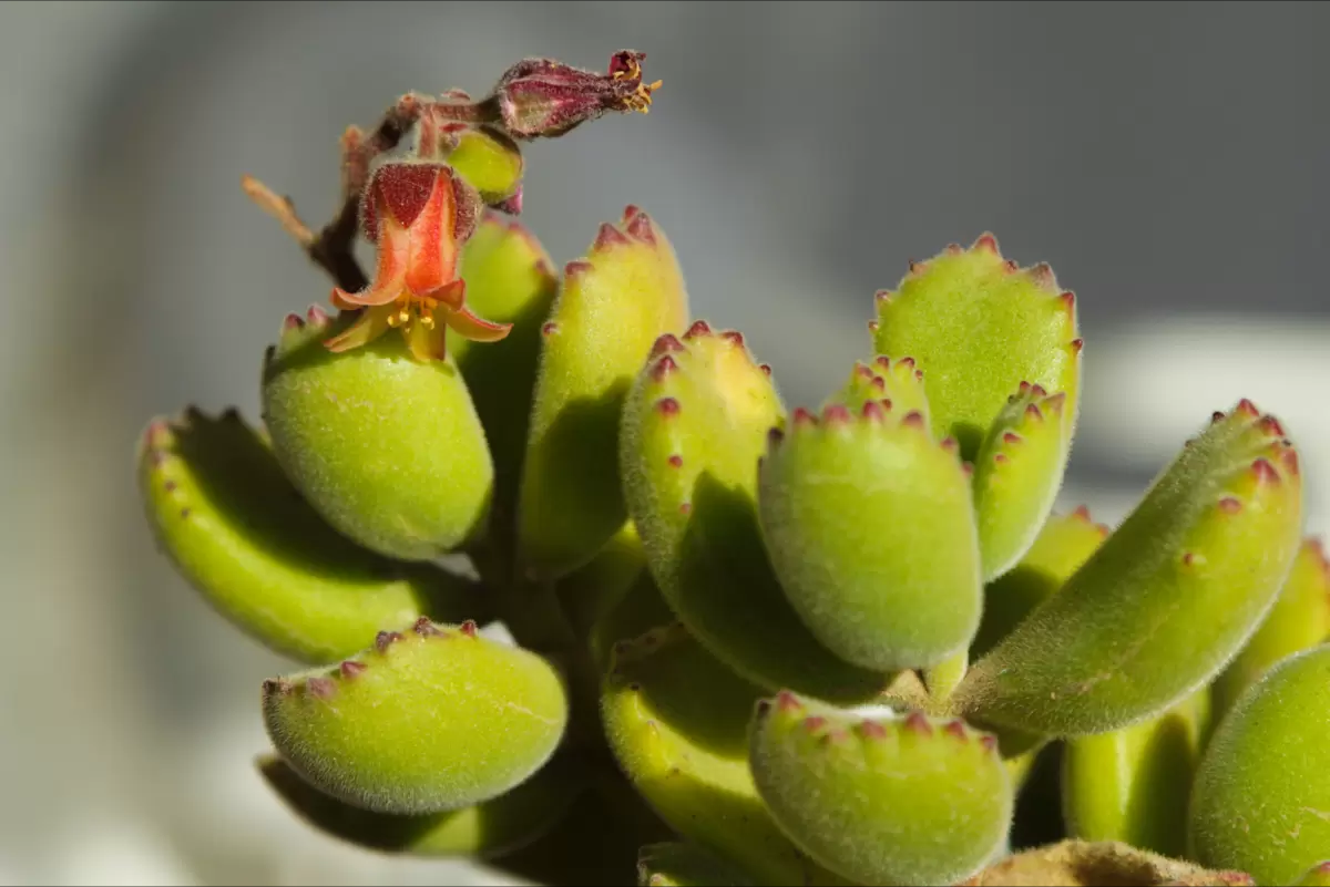 suculenta pata de urso com flor