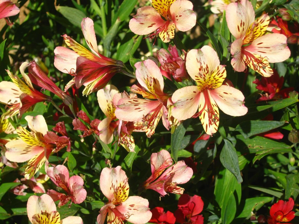 astromélias em jardim