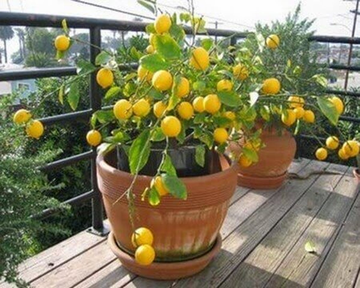 limoeiro plantado em vaso