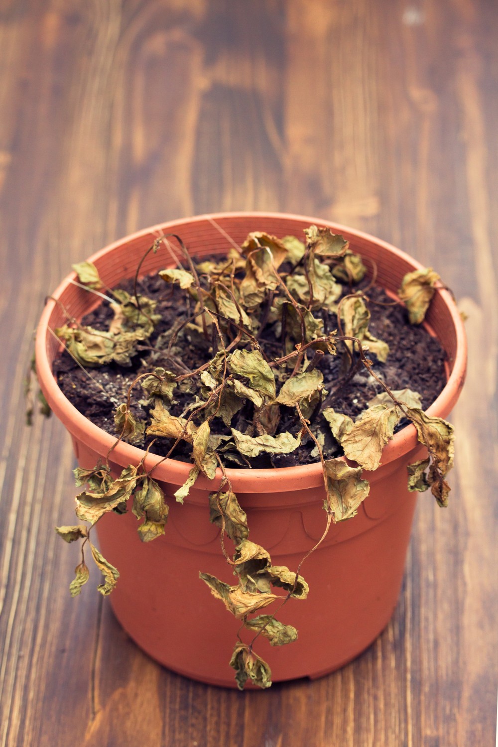 planta seca em vaso