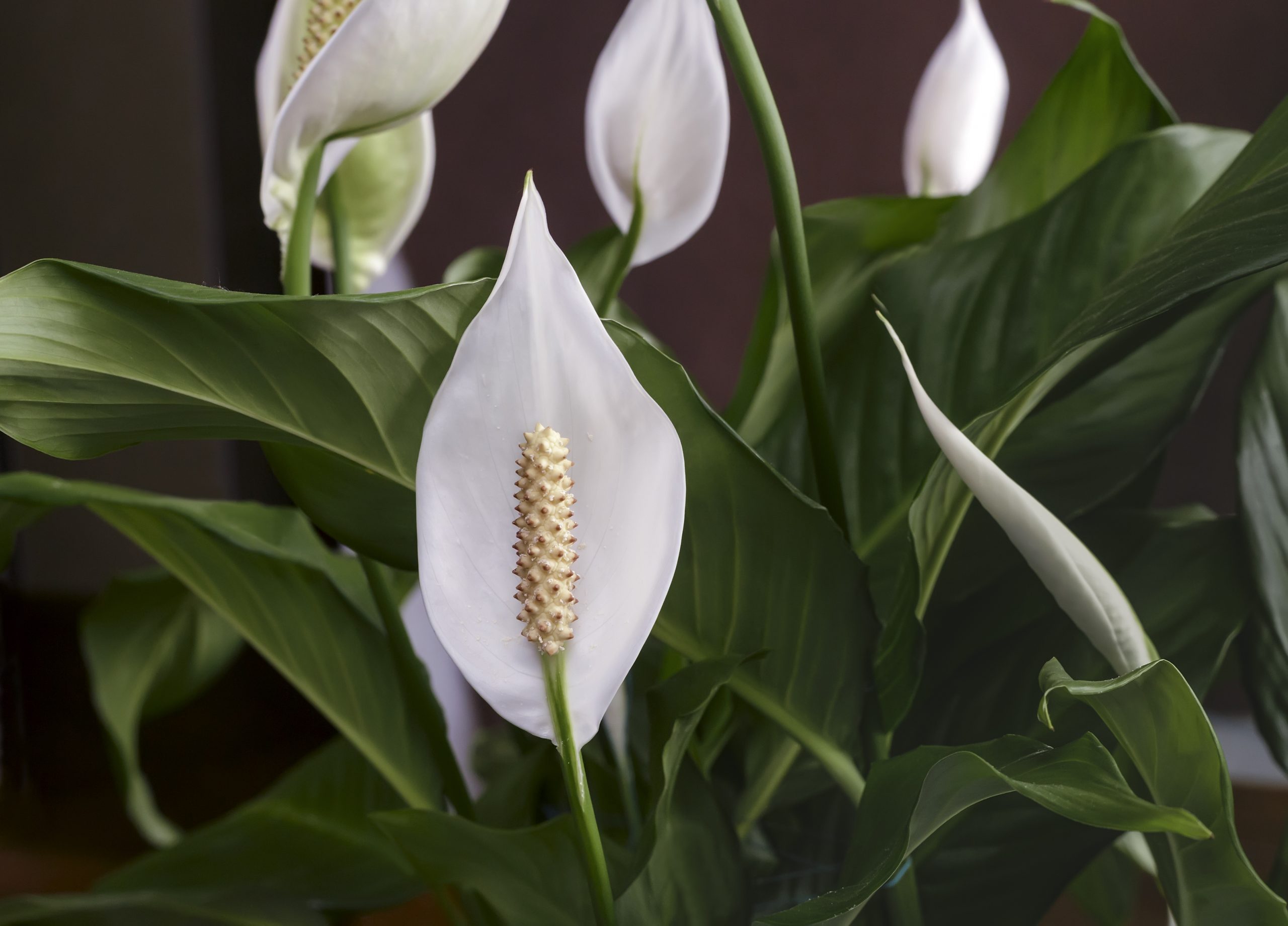 Como fazer lírio da paz florir? Esses são os melhores TRUQUES para uma flor sempre bela