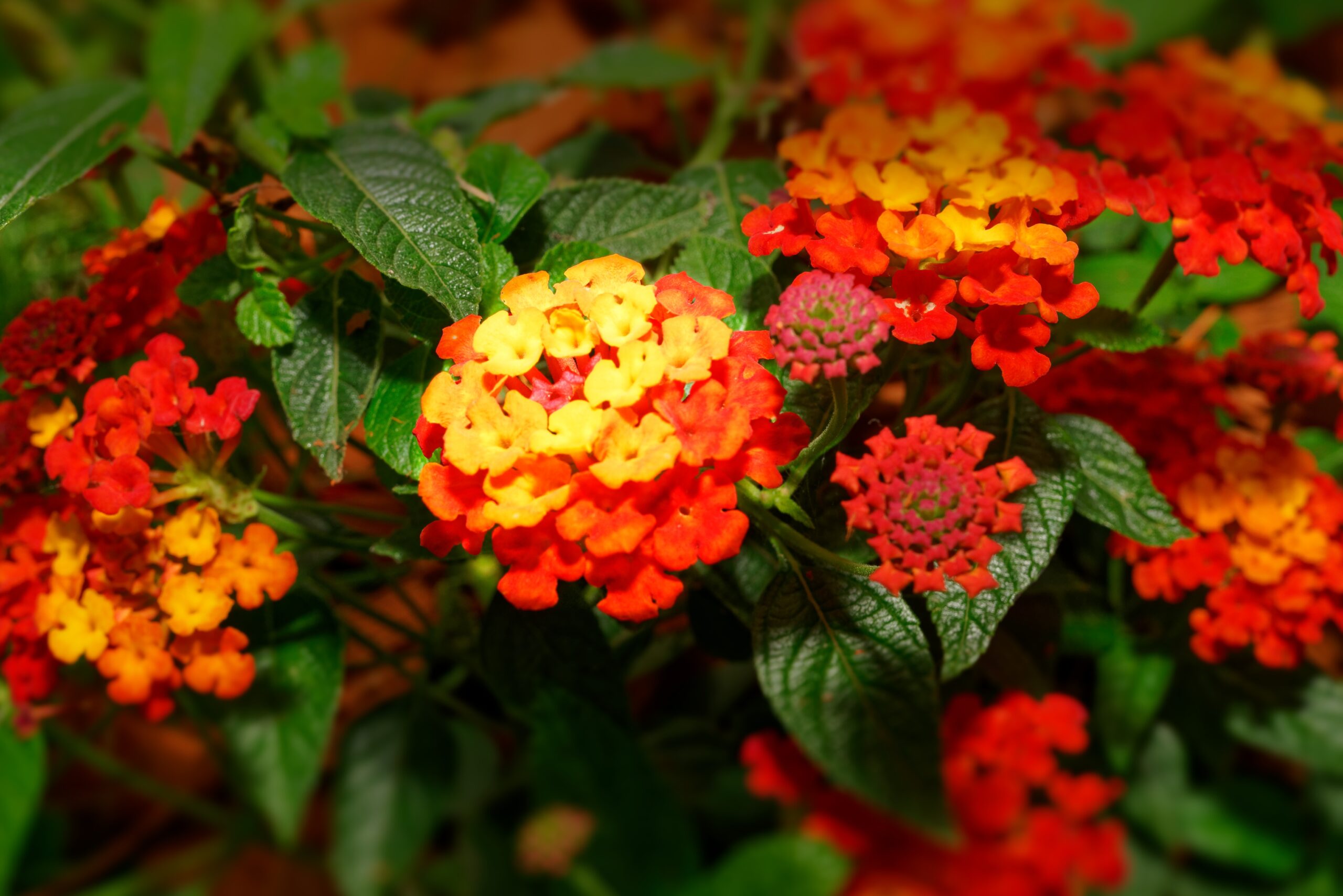 Como cultivar lantana? Descubra como cuidar dessa flor que muda de cor e embeleza o seu jardim