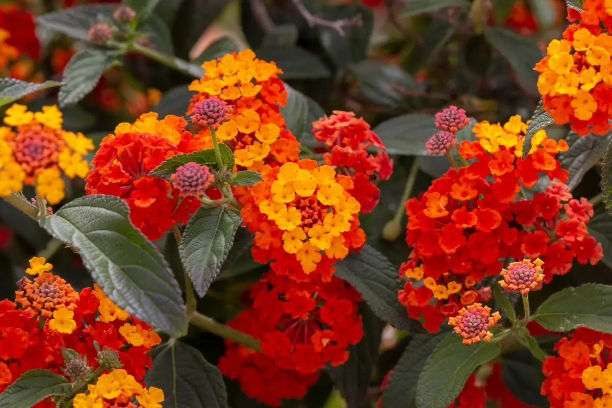 flor lantana de vários tons