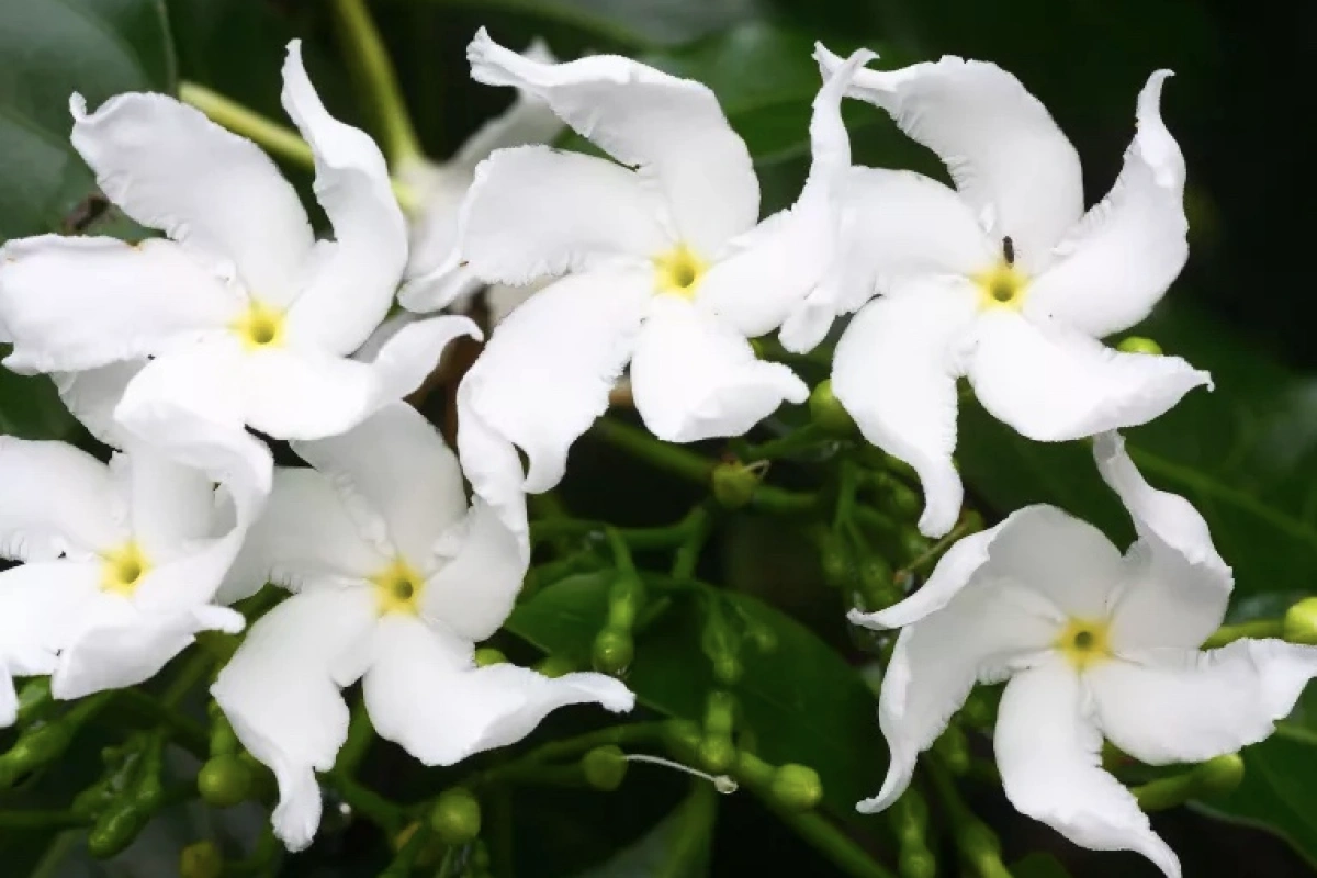 flores de jasmim