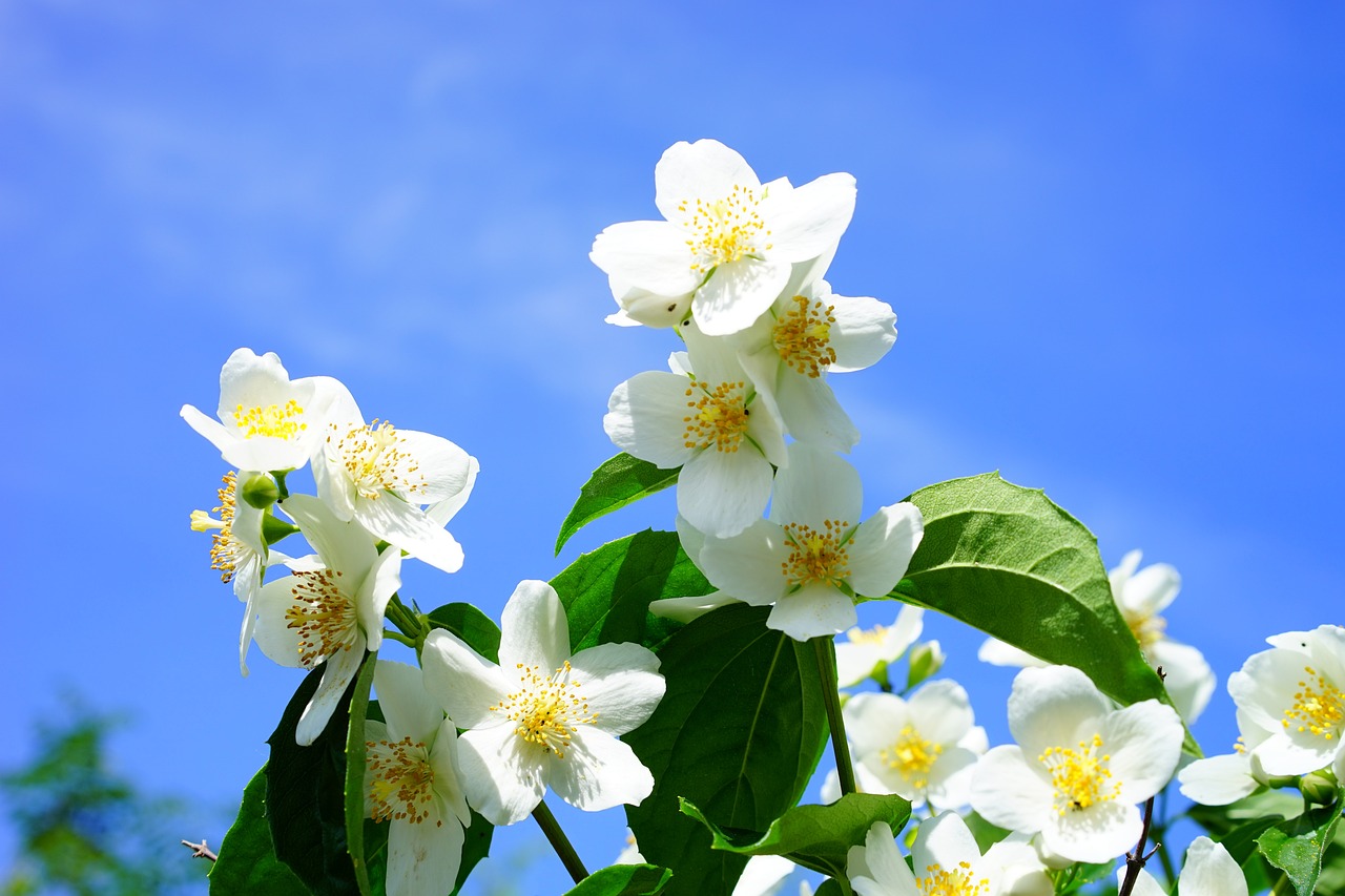 Como plantar jasmim: saiba como ter essa planta perfumada no jardim de forma fácil