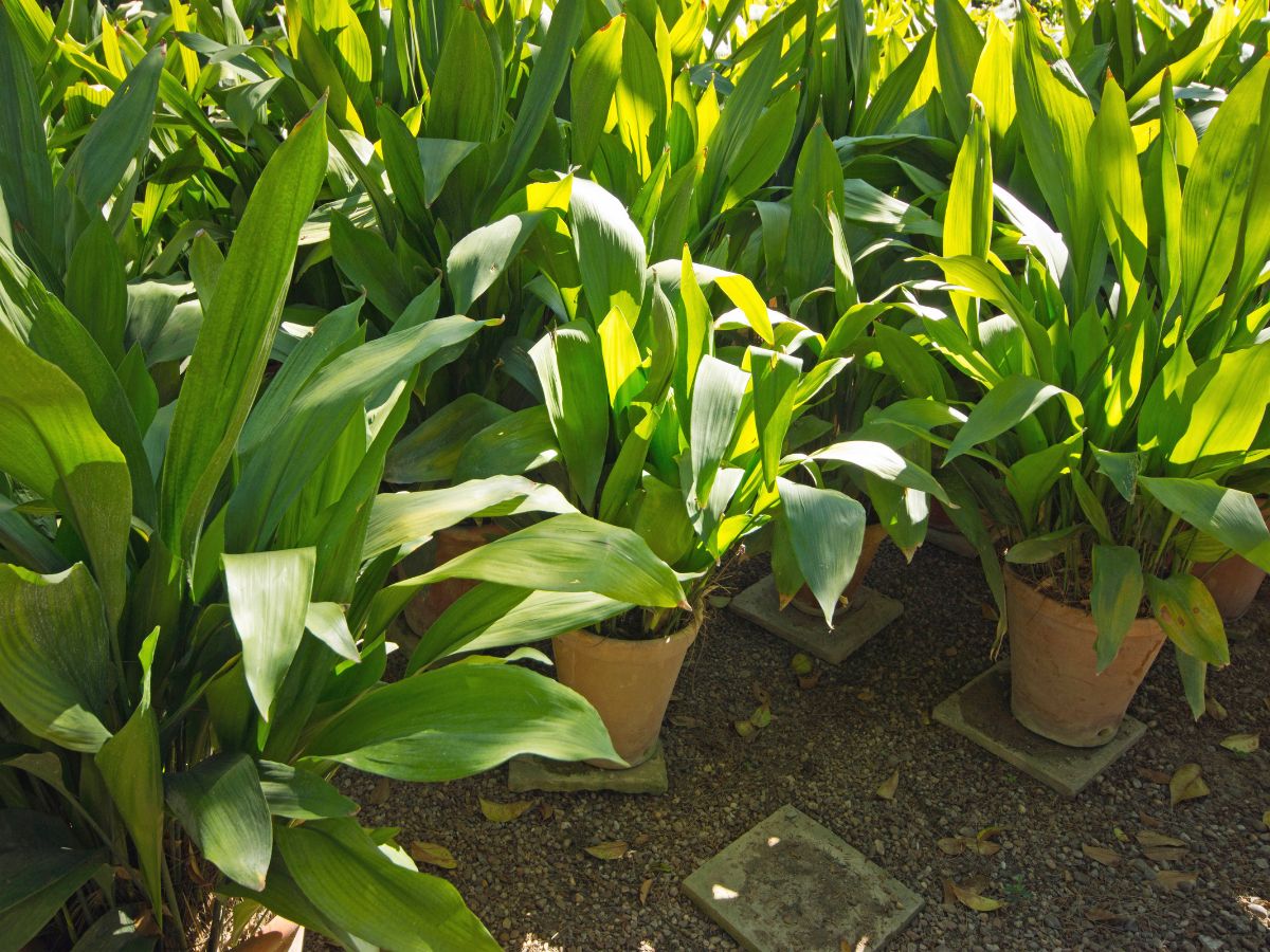 Aspidistra