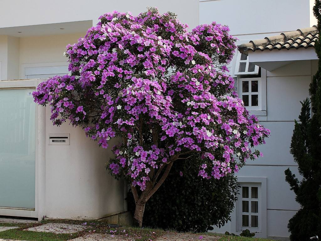 Como plantar manacá da serra: entenda como cultivar essa exuberante planta em sua casa