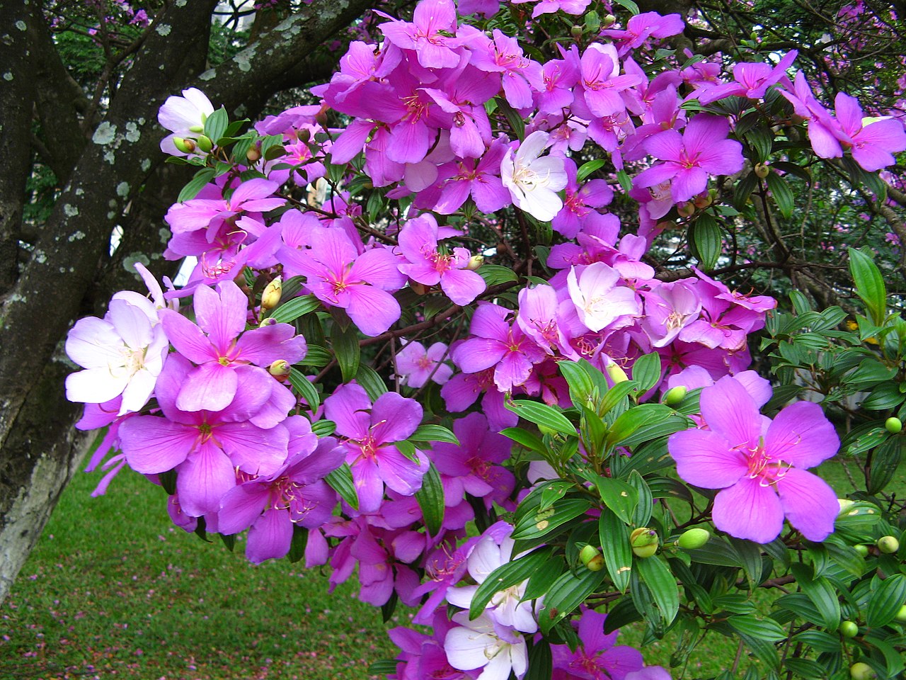 flores da manacá da serra