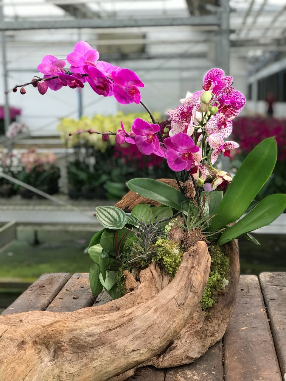 orquídea plantada em tronco