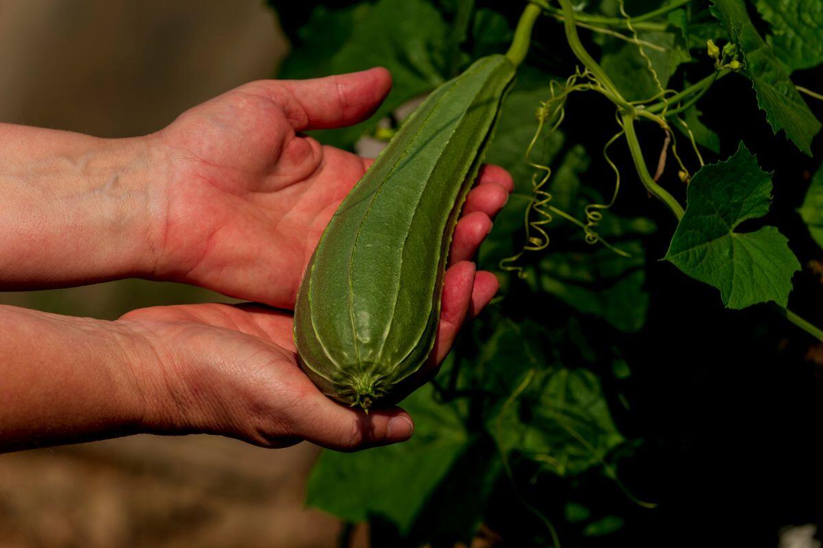 planta bucha vegetal