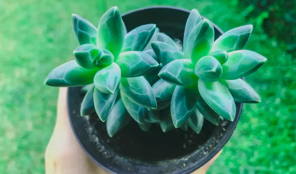 suculenta diamante em vaso