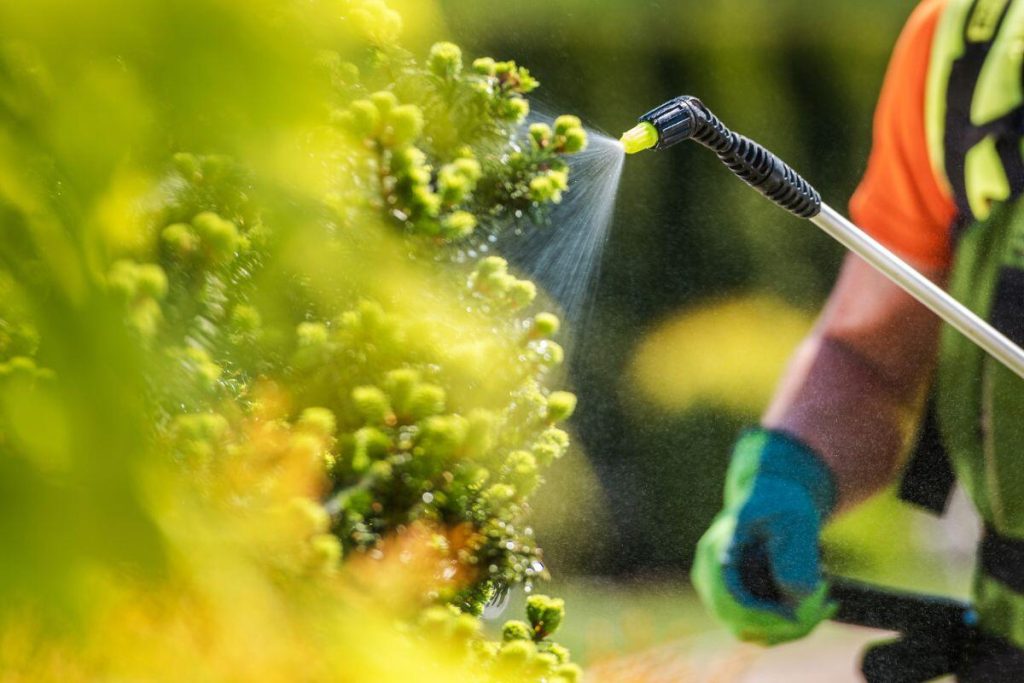 Adubação foliar: entenda o que é essa técnica, quando usar e como realizar do jeito correto