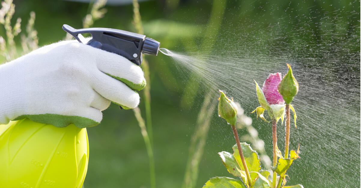 aplicação de adubo foliar