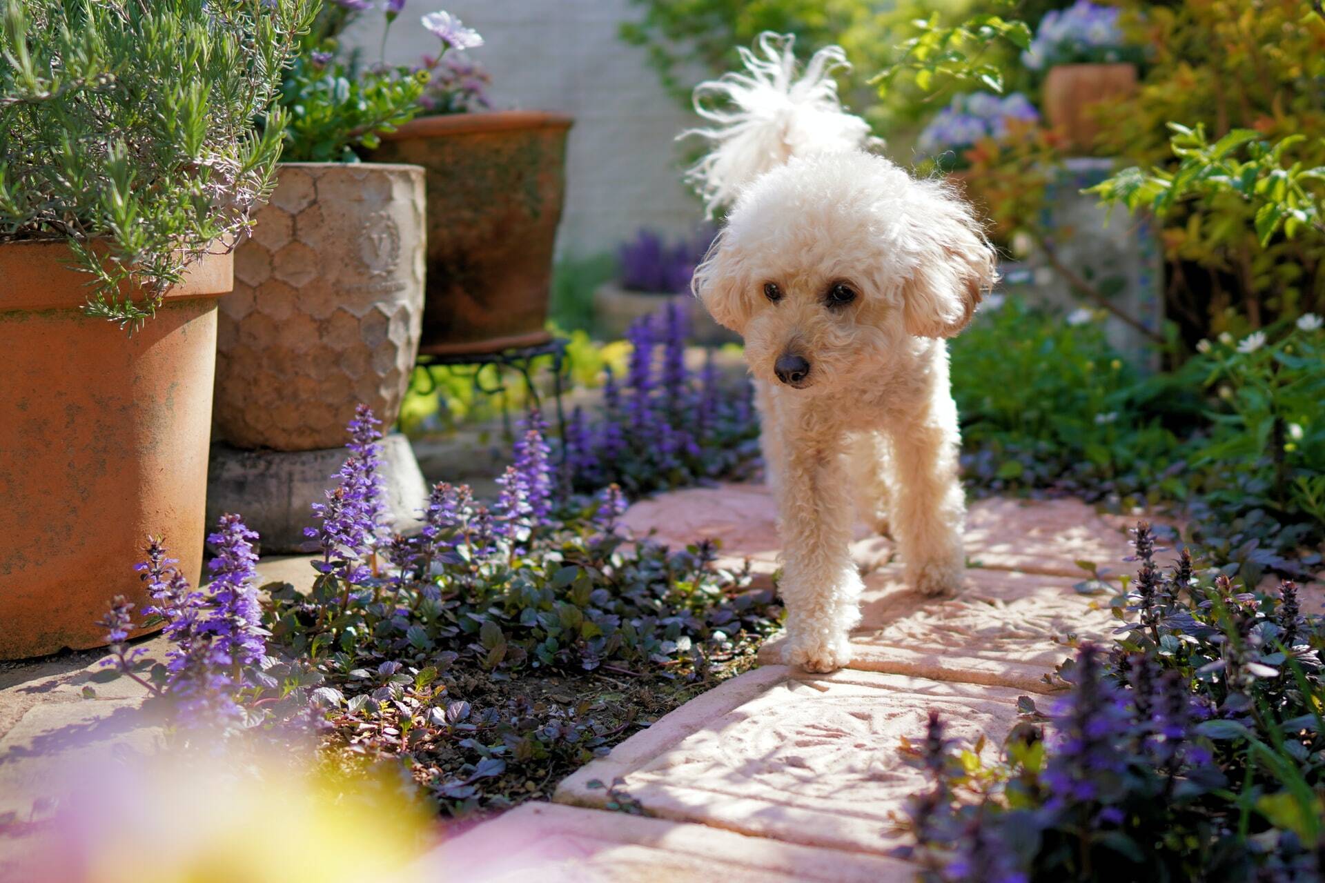 cachorro em jardim