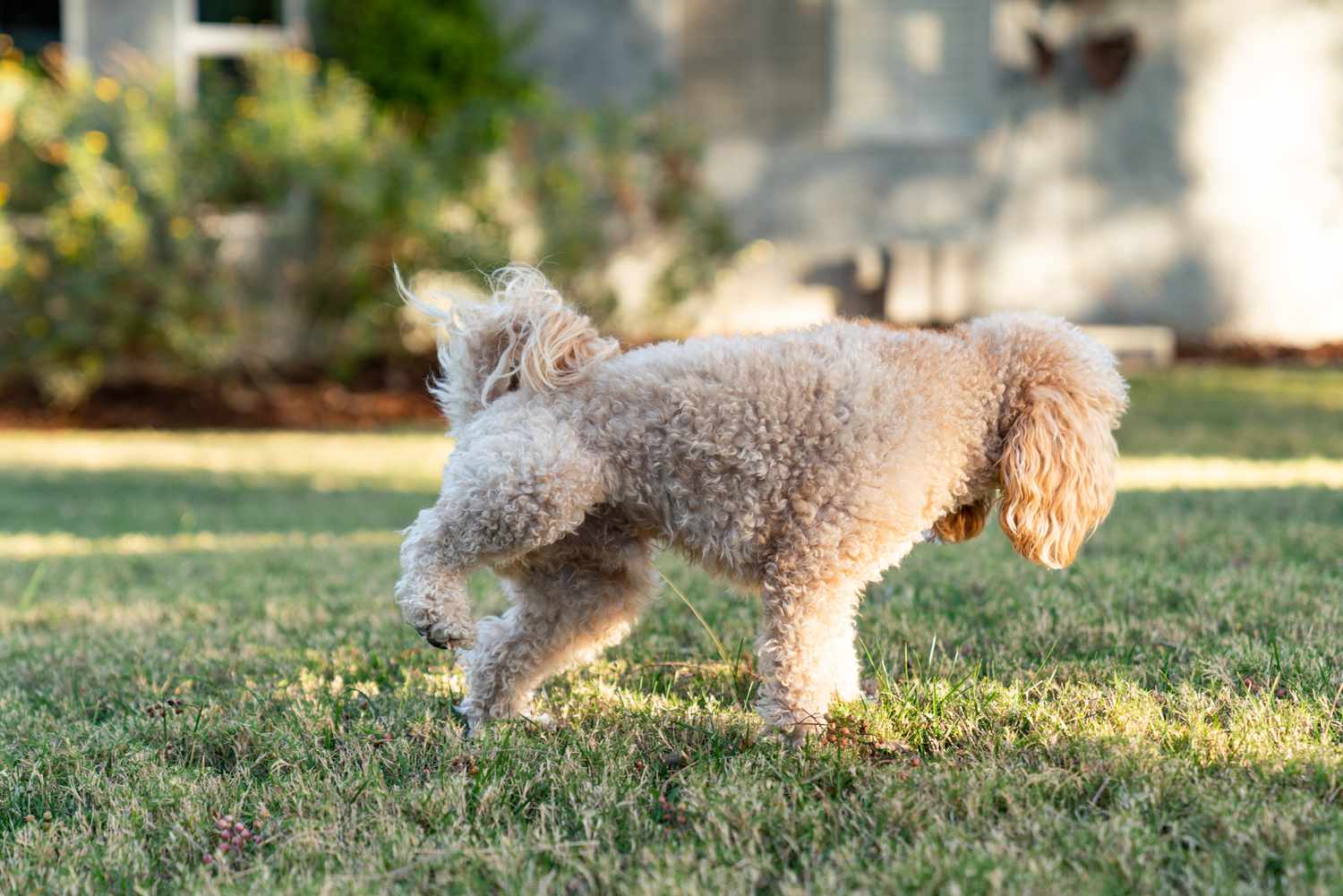 cachorro fazendo xixi na grama