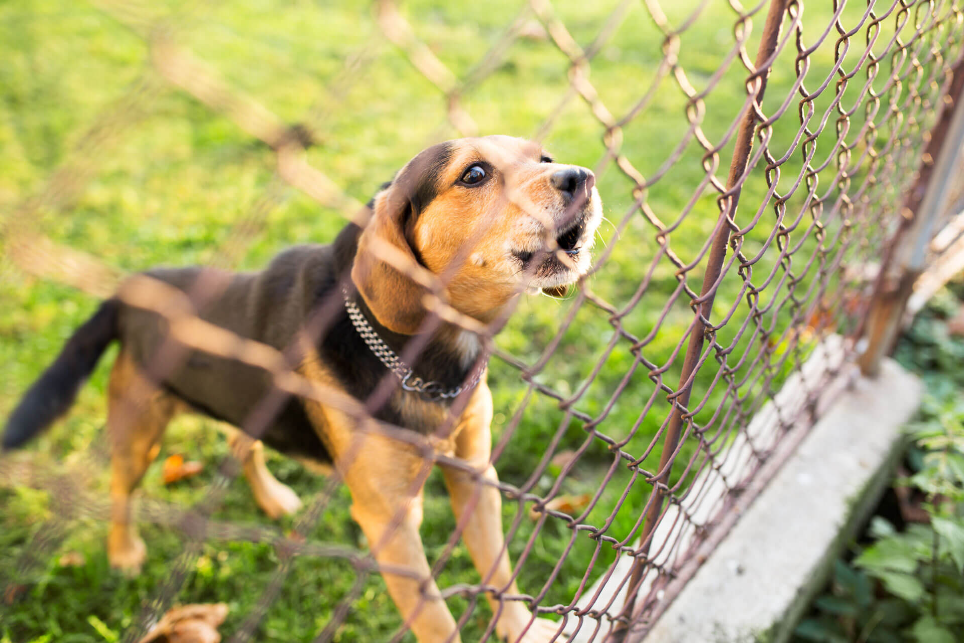 cachorro perto de cerca no jardim