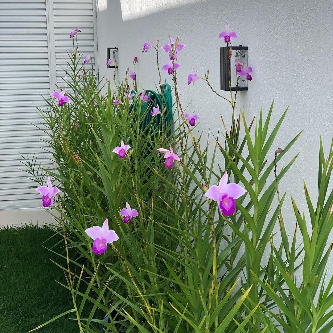 canteiro com orquídea bambu