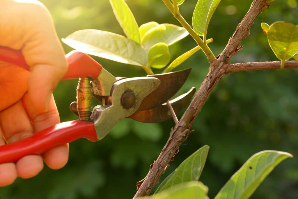 Como podar plantas: conheça essas dicas e técnicas para efetuar do modo CORRETO