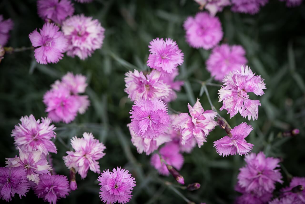 flores de cravina