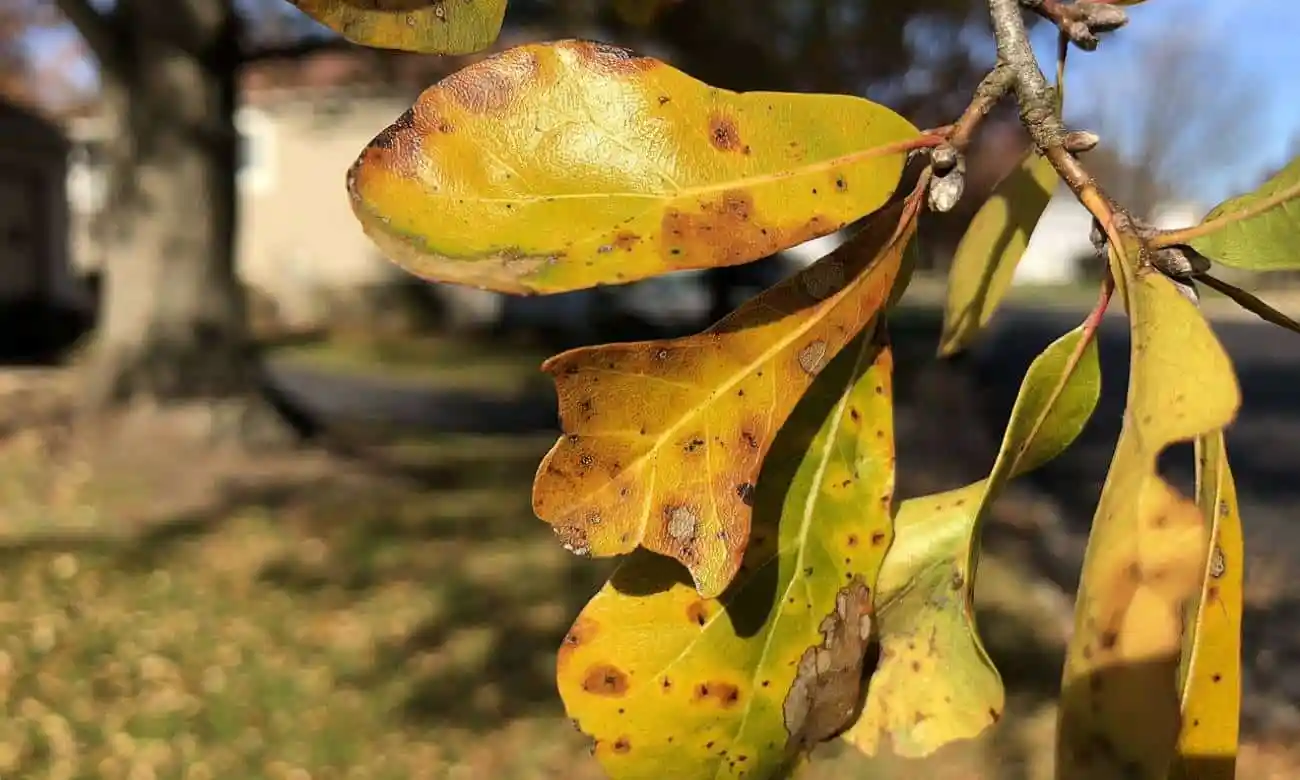 folhas amareladas de planta