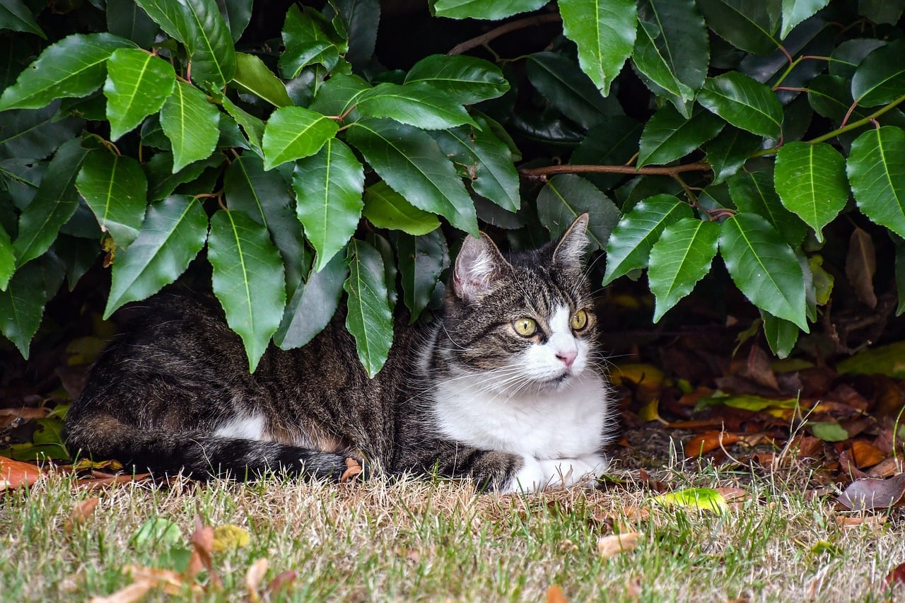 gato deitado em jardim