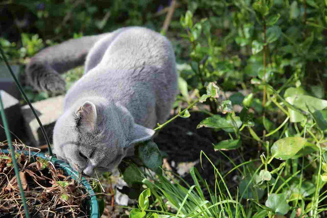 gato em jardim