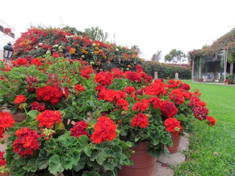 gerânios em jardim