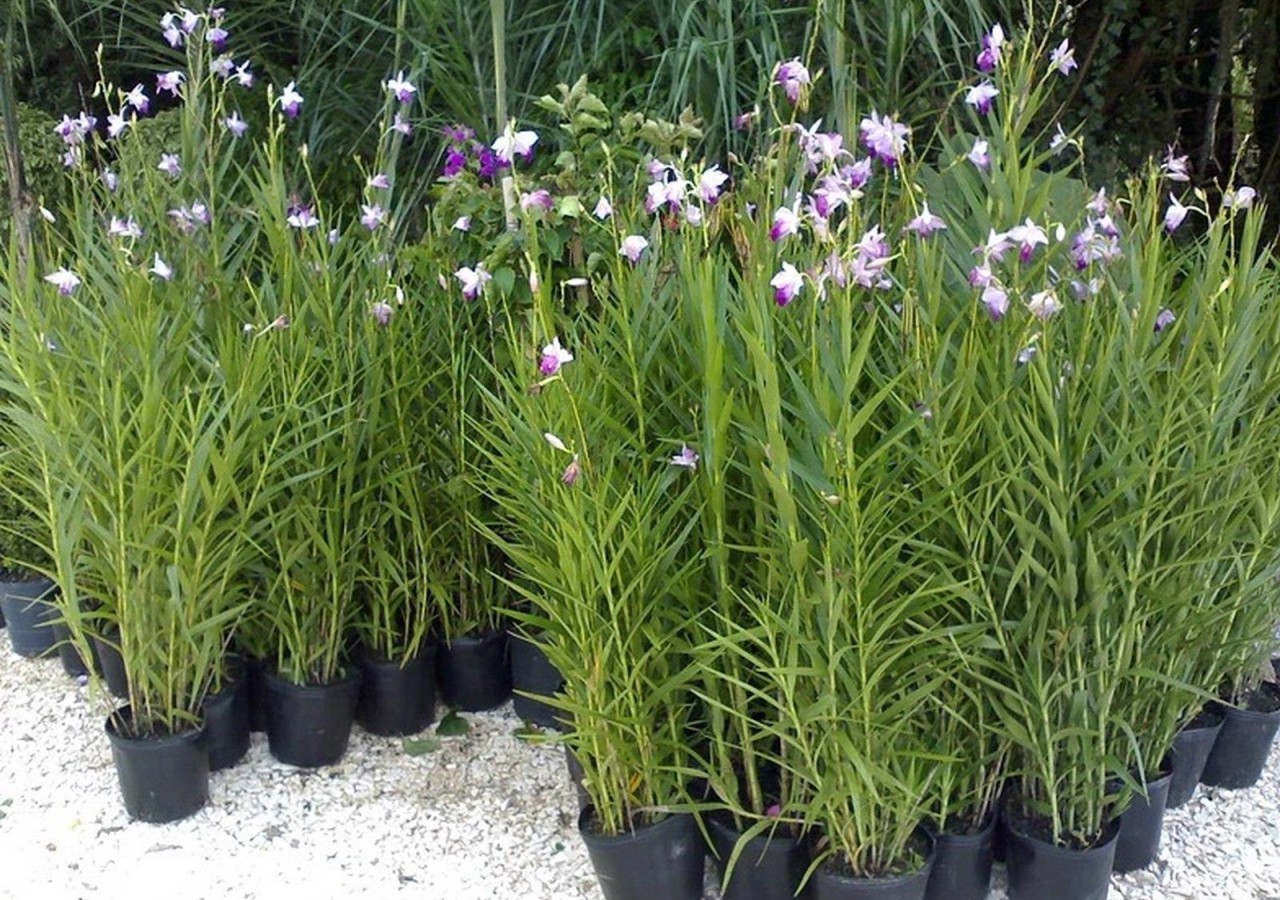 mudas de orquídea bambu