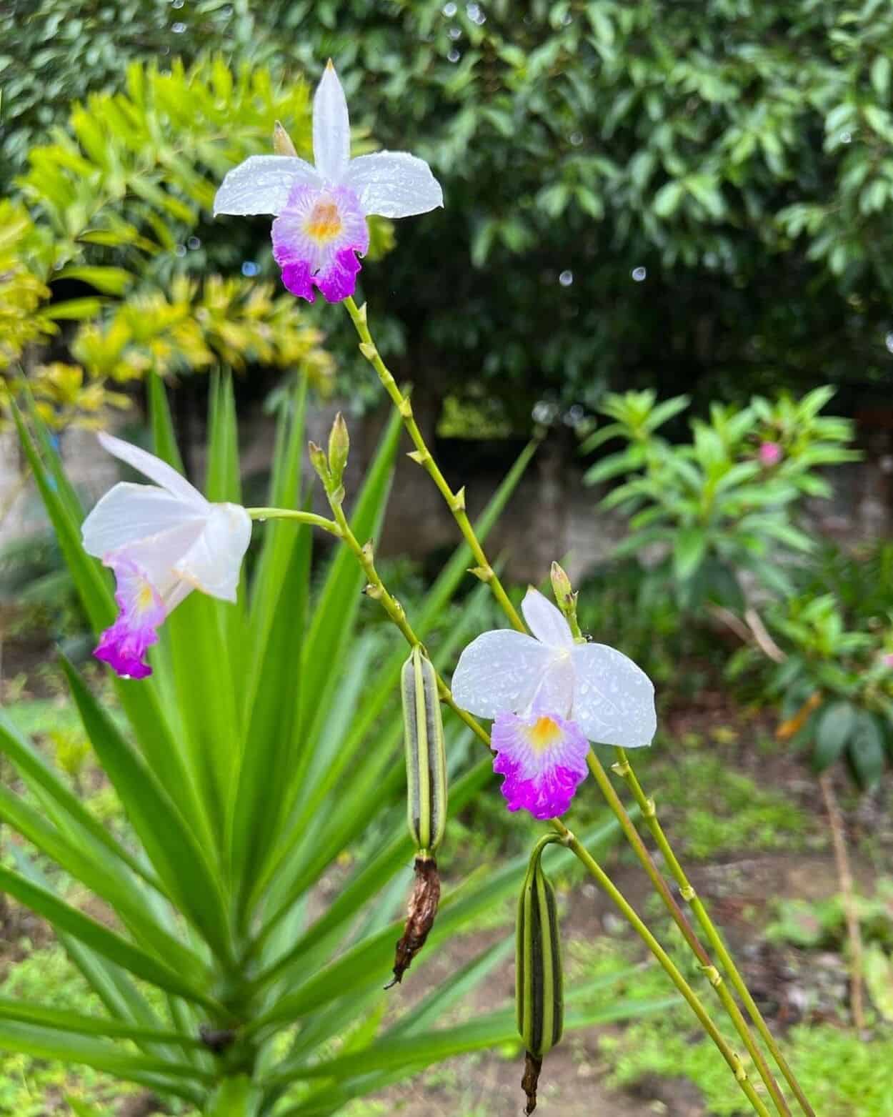 orquídea bambu