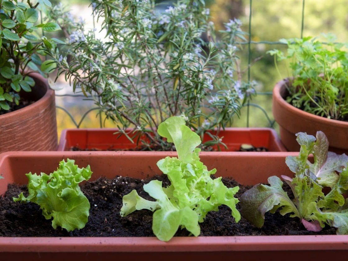 pequena horta em casa