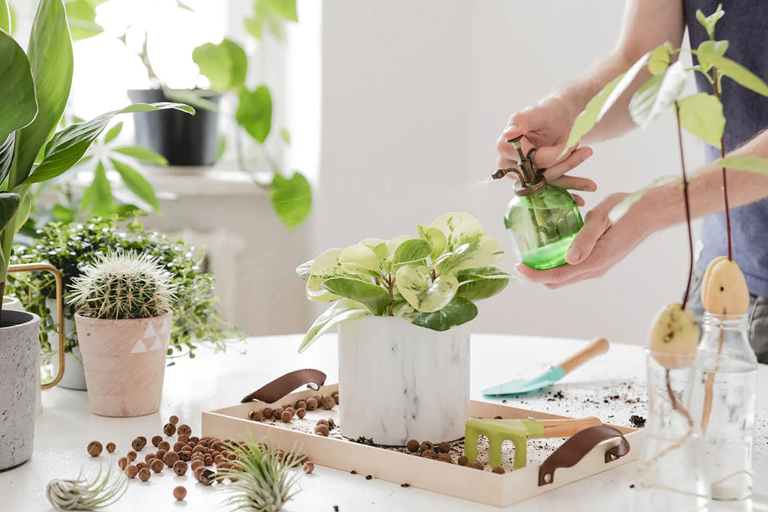 pessoa cuidando de plantas