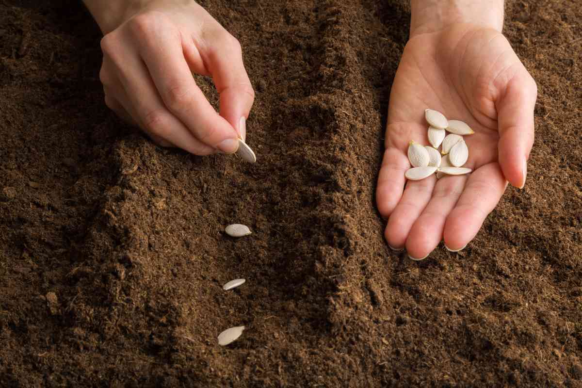 pessoa plantando sementes de abóbora