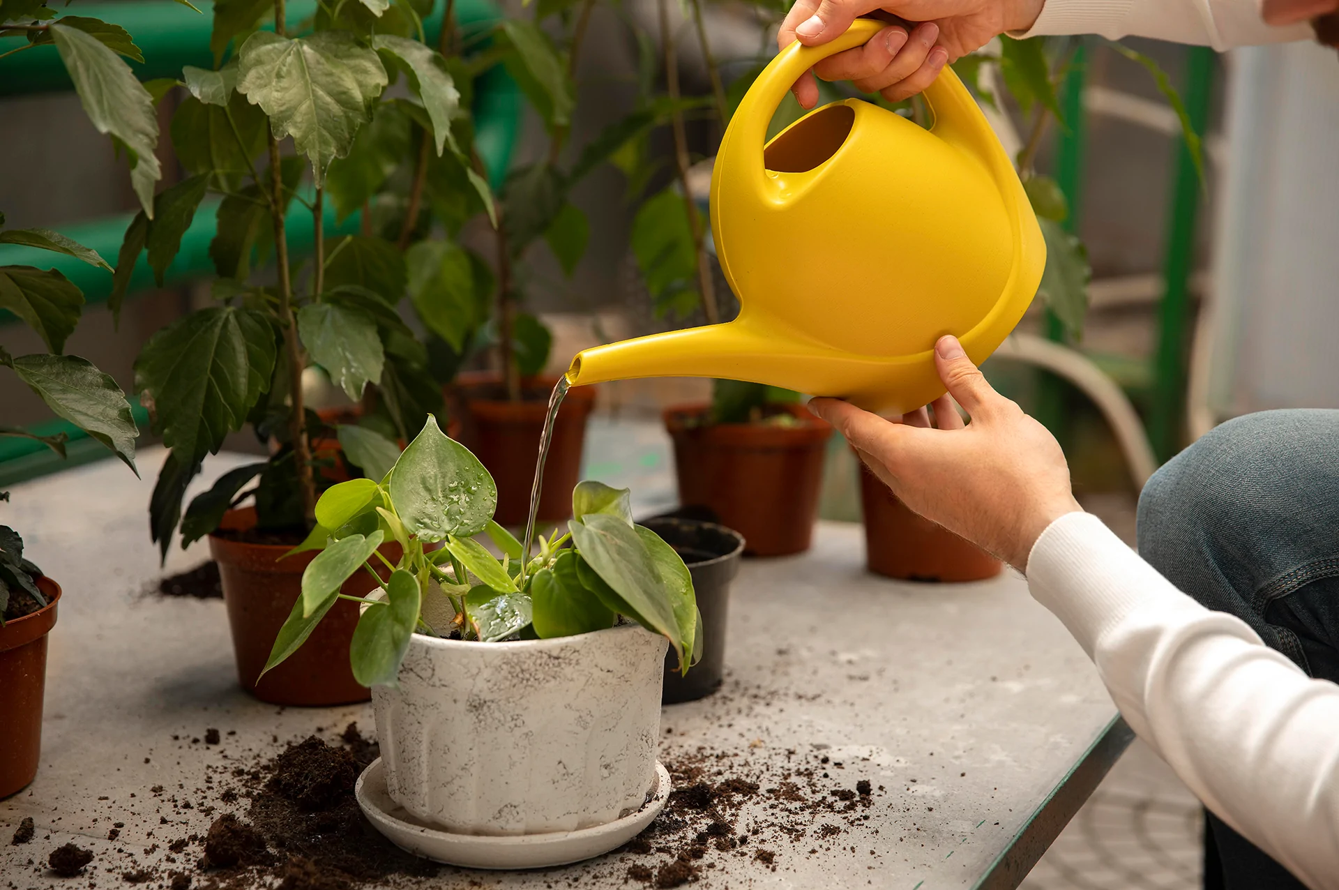 pessoa regando planta em vaso