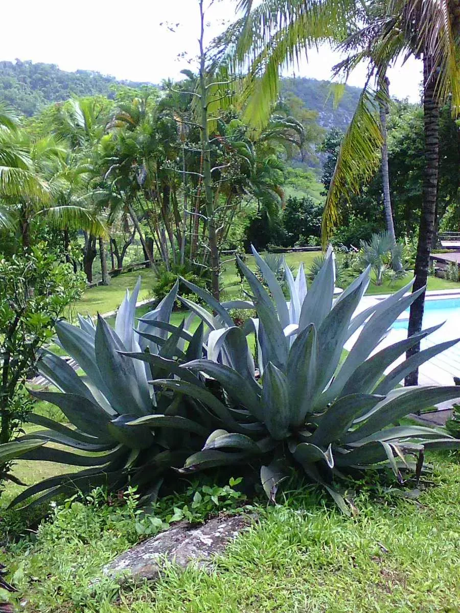 planta agave