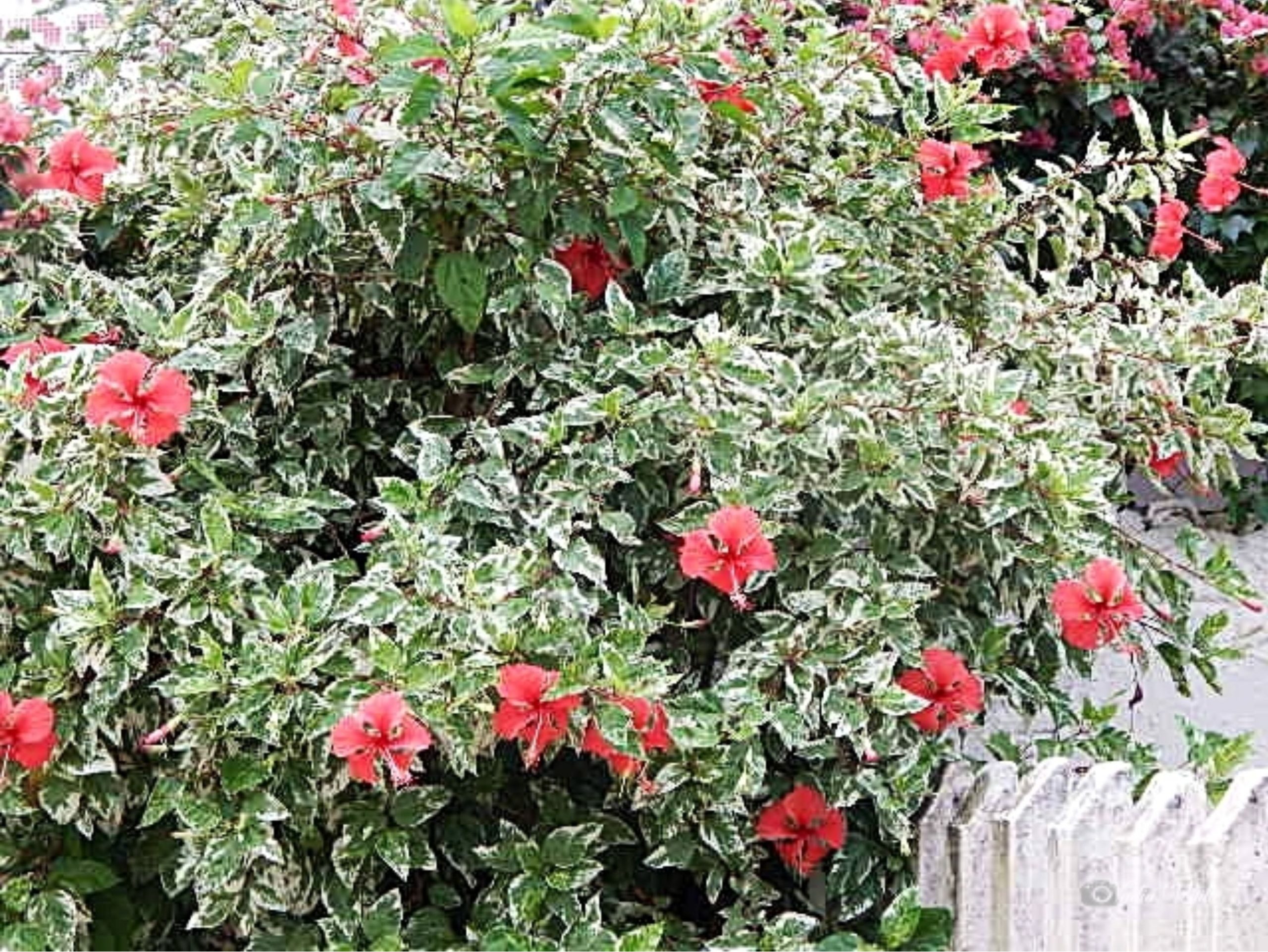 planta de hibisco