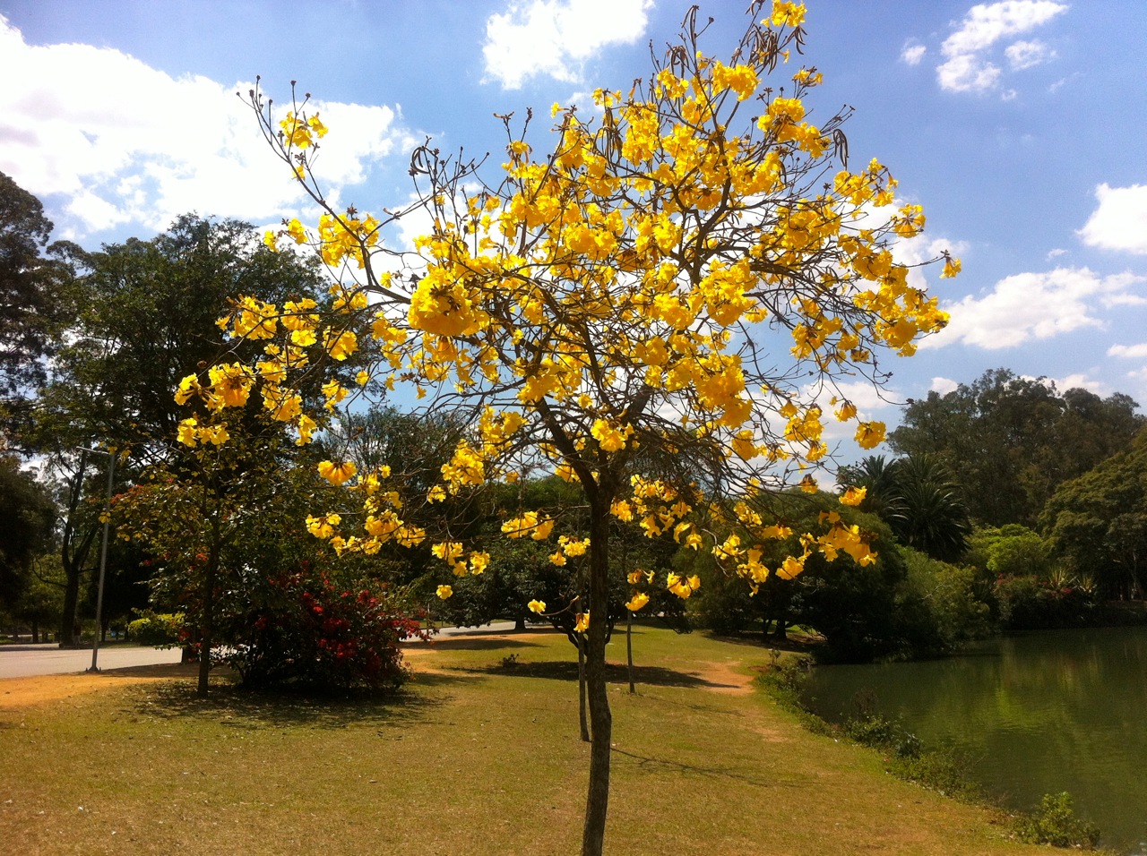 planta ipê 