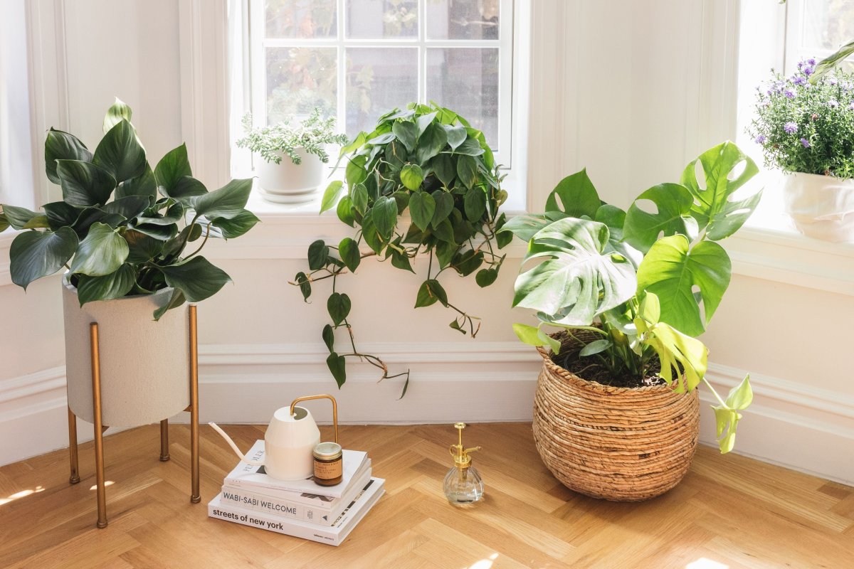 plantas dentro de casa perto de janela